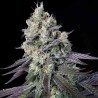 PURPLE MINTS · Paradise Seeds · kaufen cannabis samen · Fem