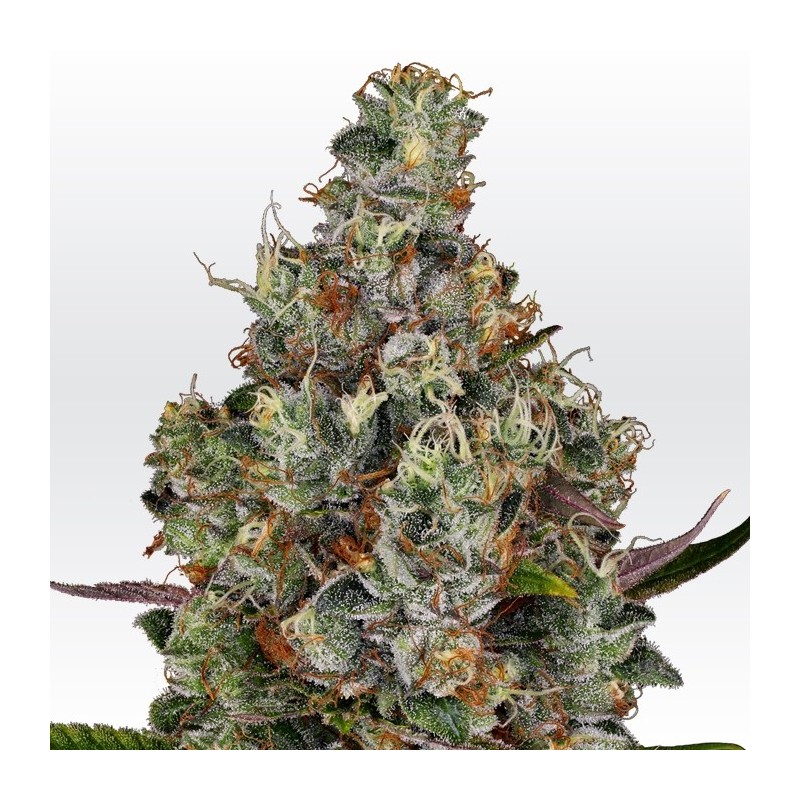 RAINBOW ROAD · Paradise Seeds · kaufen cannabis samen · Fem