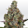 RAINBOW ROAD · Paradise Seeds · kaufen cannabis samen · Fem
