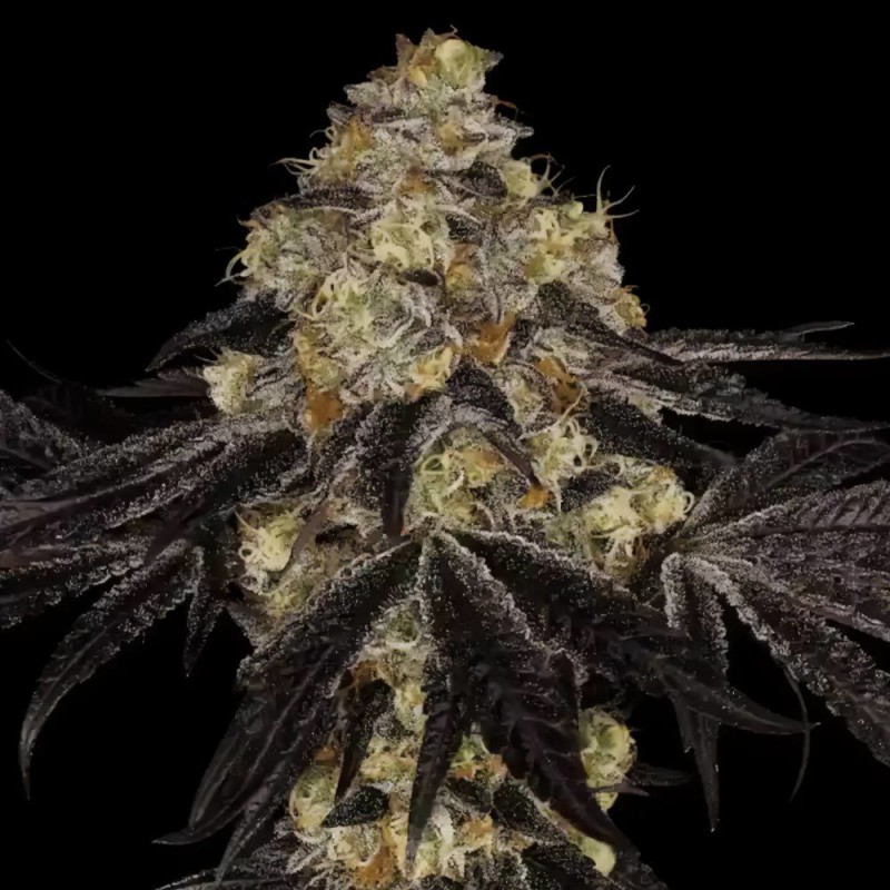 SUNSET PARADISE · Paradise Seeds · kaufen cannabis samen · Fem