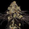 SUNSET PARADISE · Paradise Seeds · kaufen cannabis samen · Fem