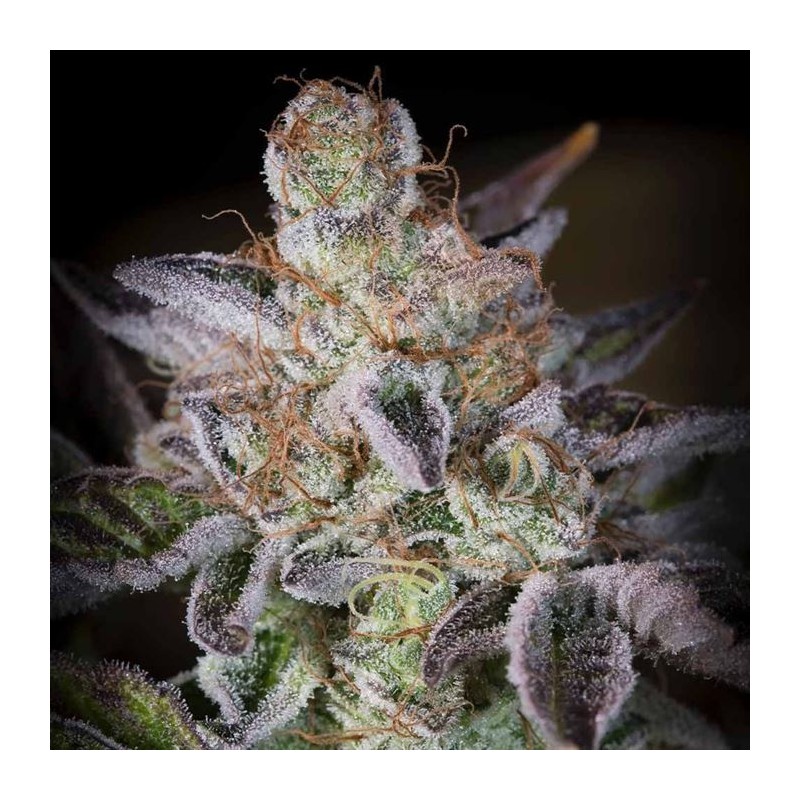 SWEETOPIA · Paradise Seeds · graines de cannabis · Fem