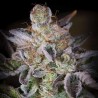 SWEETOPIA · Paradise Seeds · graines de cannabis · Fem