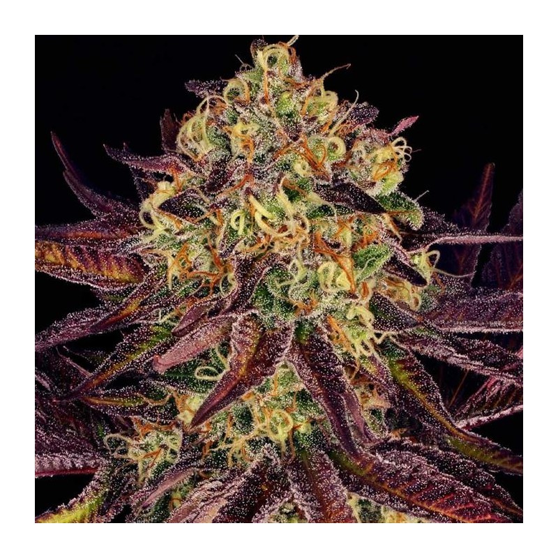 TANGERINE SORBET · Paradise Seeds · kaufen cannabis samen · Fem