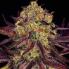 TANGERINE SORBET · Paradise Seeds · sementes de maconha · Fem