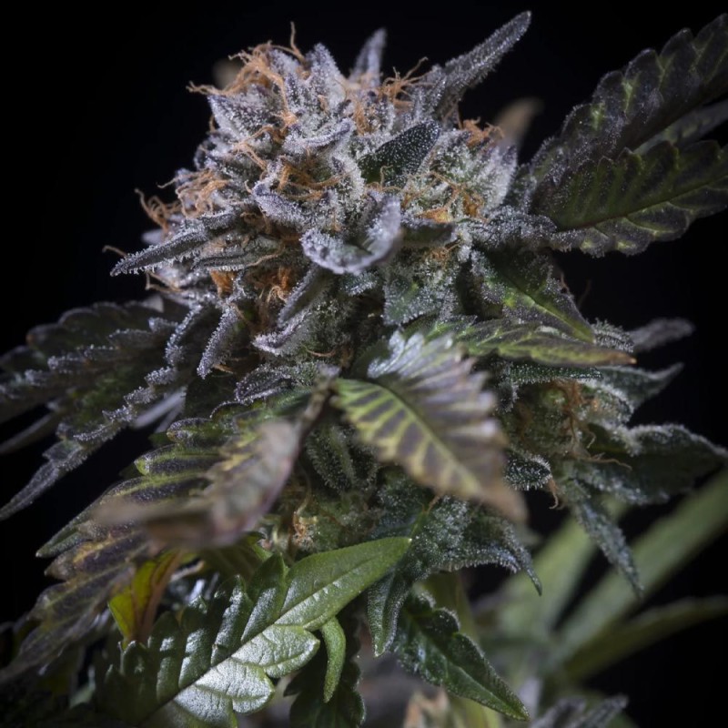 WHITE NOISE · Paradise Seeds · kaufen cannabis samen · Fem