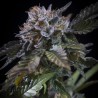 WHITE NOISE · Paradise Seeds · graines de cannabis · Fem