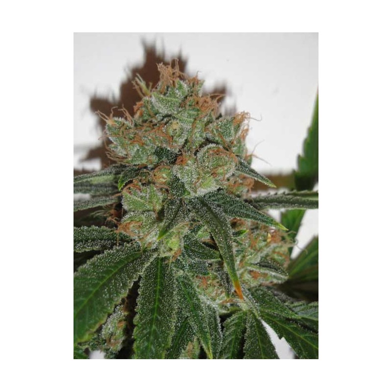 BUBBLICIOUS · Resin Seeds · cannabis seeds · Fem