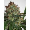 BUBBLICIOUS · Resin Seeds · kaufen cannabis samen · Fem