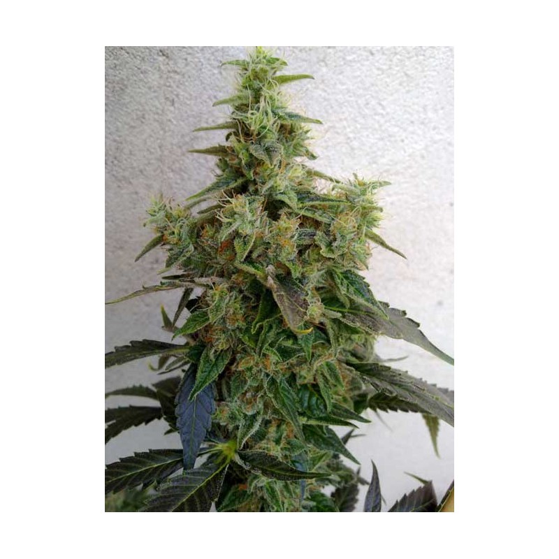 DIESELTONIC · Resin Seeds · graines de cannabis · Fem