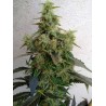 DIESELTONIC · Resin Seeds · graines de cannabis · Fem