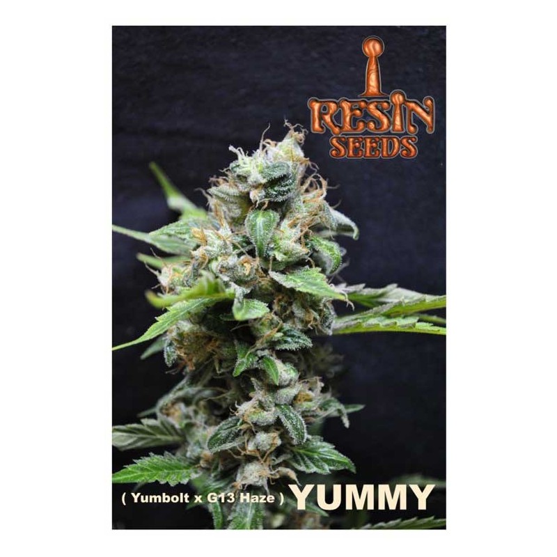YUMMY · Resin Seeds · cannabis samen · Fem