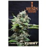 YUMMY · Resin Seeds · cannabis samen · Fem