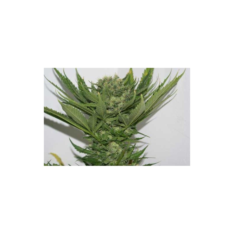 SOUR P · Resin Seeds · kaufen cannabis samen · Fem
