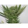 SOUR P · Resin Seeds · sementes de maconha · Fem