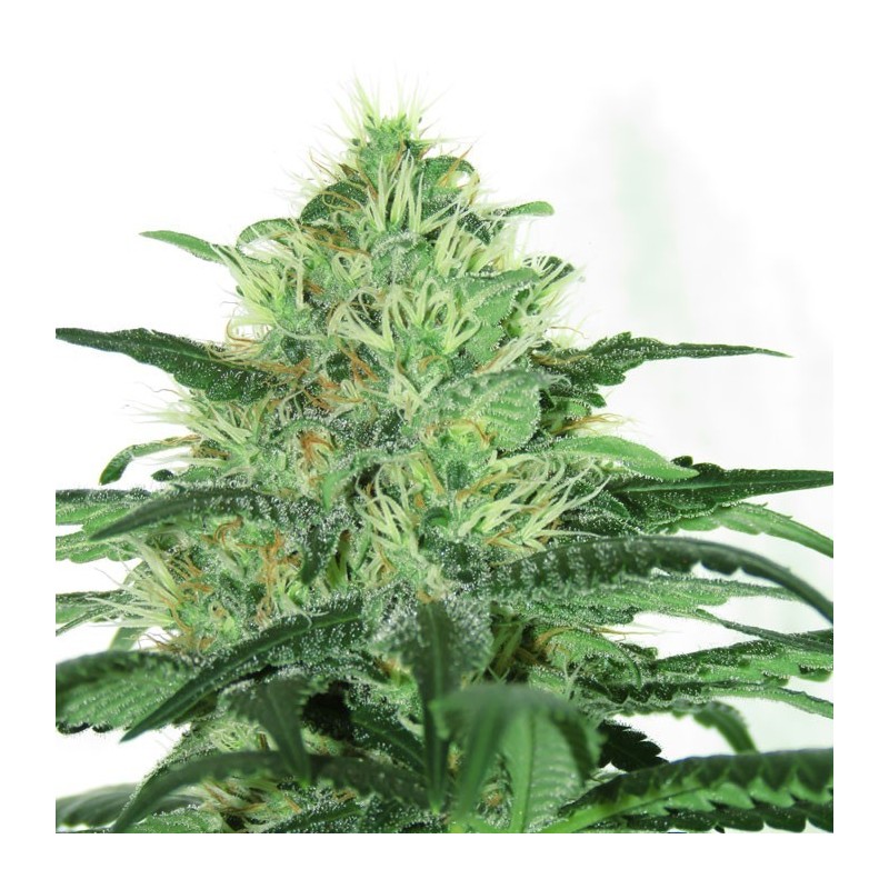 SIDERAL · Ripper Seeds · sementes de maconha · Fem