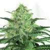 SIDERAL · Ripper Seeds · cannabis seeds · Fem