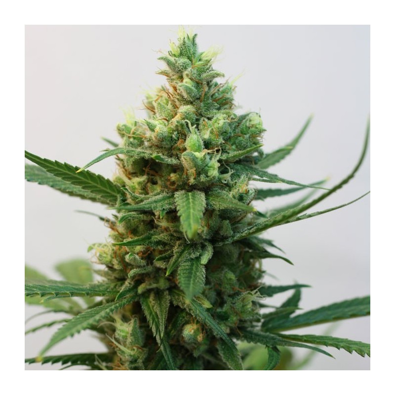 TOXIC · Ripper Seeds · cannabis seeds · Fem