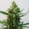 TOXIC · Ripper Seeds · cannabis seeds · Fem