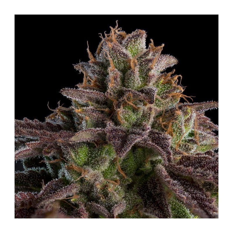 KMINTZ · Ripper Seeds · kaufen cannabis samen · Fem