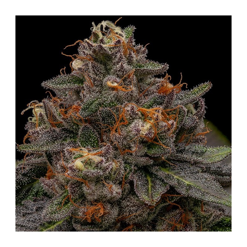 KORENJI · Ripper Seeds · graines de cannabis · Fem