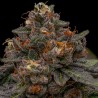 KORENJI · Ripper Seeds · cannabis seeds · Fem