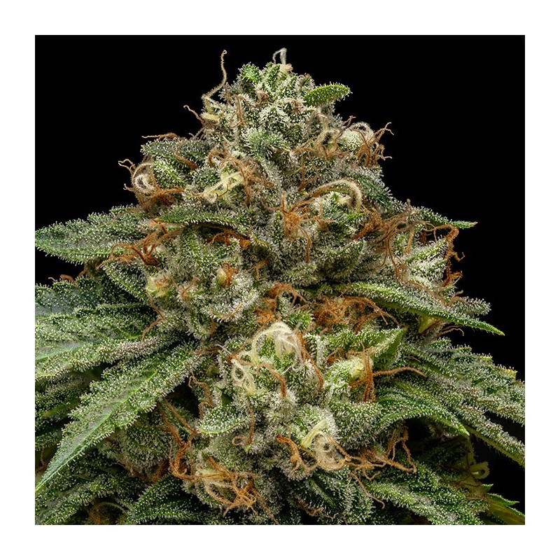 KROMA · Ripper Seeds · cannabis seeds · Fem