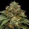 KROMA · Ripper Seeds · kenevir tohum  · Fem