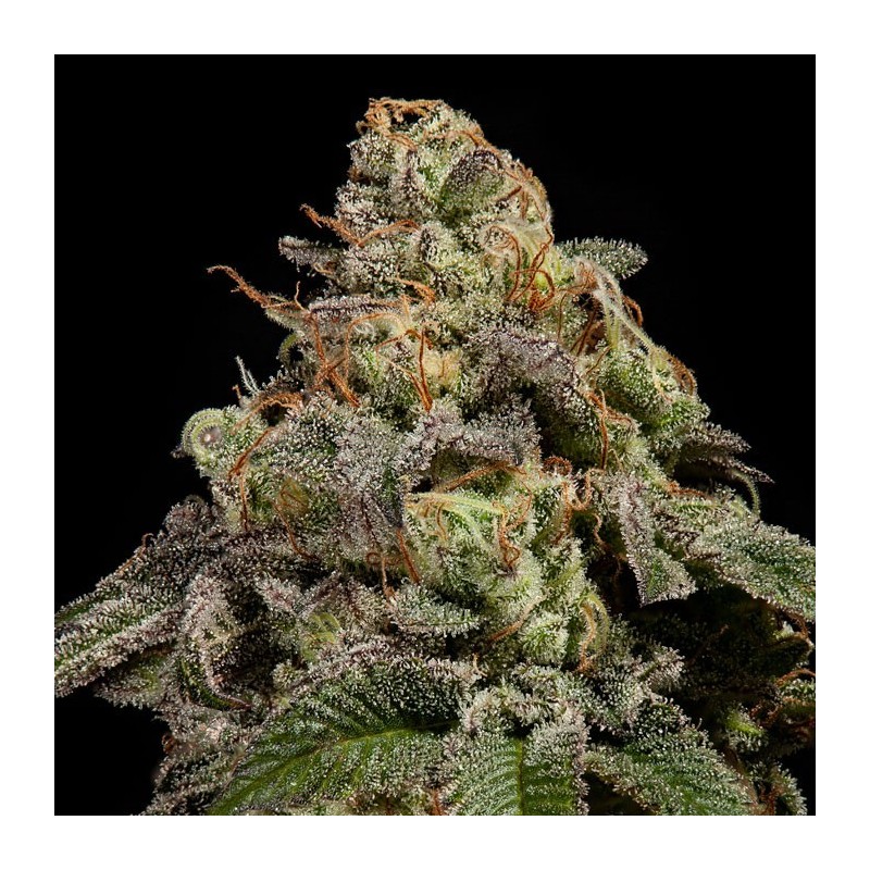 OMG · Ripper Seeds · cannabis seeds · Fem