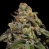 OMG · Ripper Seeds · cannabis seeds · Fem