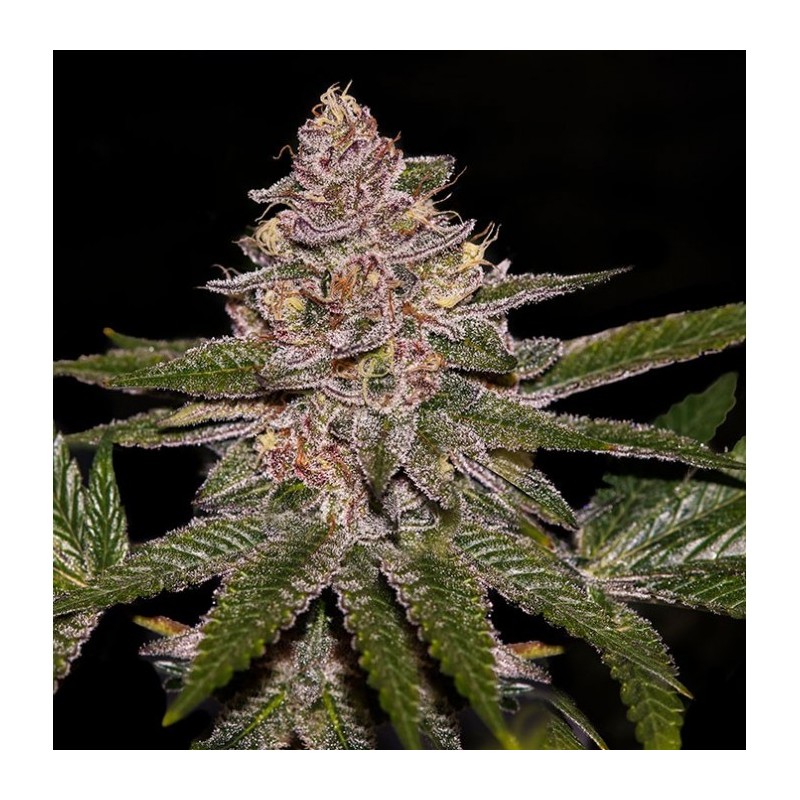 RADICAL JUICE · Ripper Seeds · graines de cannabis · Fem