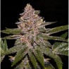 RADICAL JUICE · Ripper Seeds · graines de cannabis · Fem