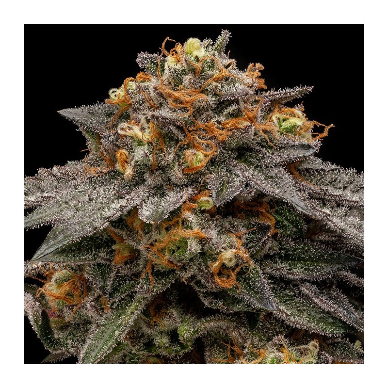 SHIMO · Ripper Seeds · cannabis seeds · Fem