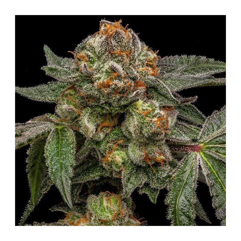 ZAKE · Ripper Seeds · cannabis seeds · Fem