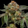 ZAKE · Ripper Seeds · cannabis seeds · Fem