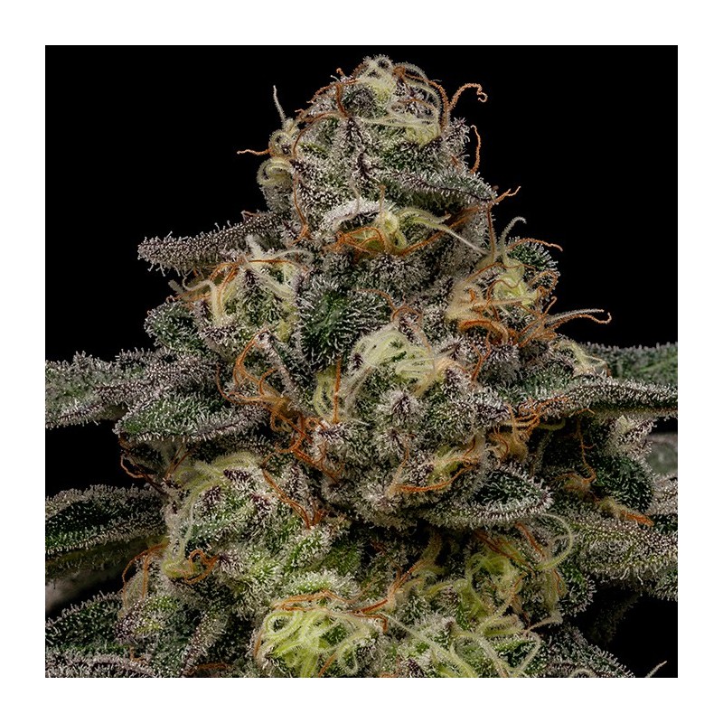 ZOMBIE BRIDE · Ripper Seeds · cannabis seeds · Fem
