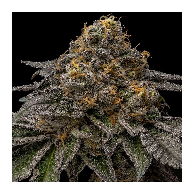 BREAK PAD BREATH · Ripper Seeds · graines de cannabis · Fem