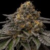 BREAK PAD BREATH · Ripper Seeds · graines de cannabis · Fem