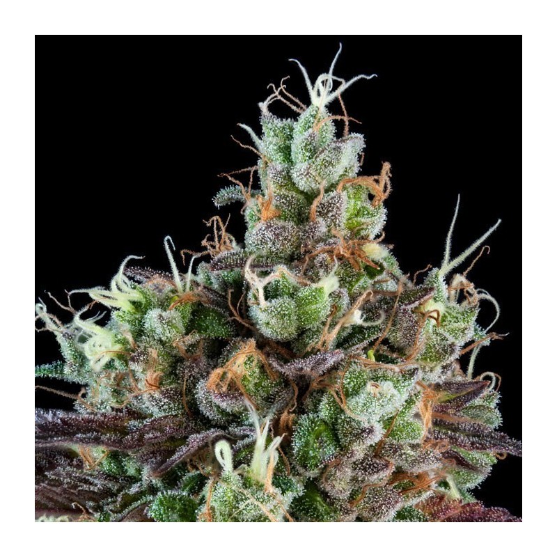 AUTO SOUR RIPPER · Ripper Seeds · cannabis seeds · AutoFem