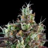 AUTO SOUR RIPPER · Ripper Seeds · graines de cannabis · AutoFem