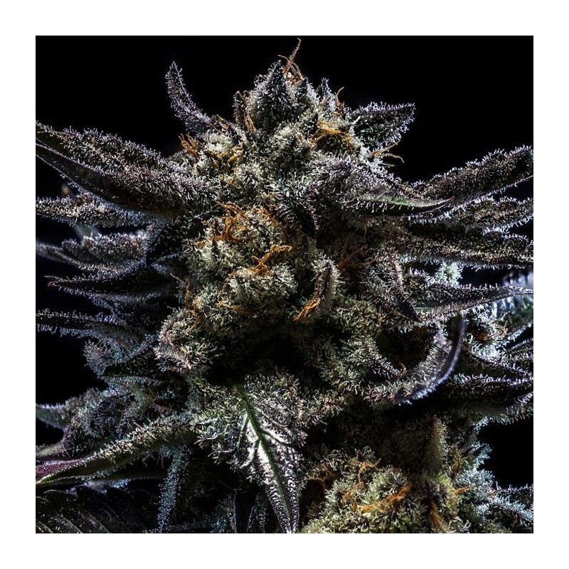 AUTO ZOMBIE KUSH · Ripper Seeds · cannabis seeds · AutoFem