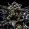 AUTO ZOMBIE KUSH · Ripper Seeds · cannabis seeds · AutoFem