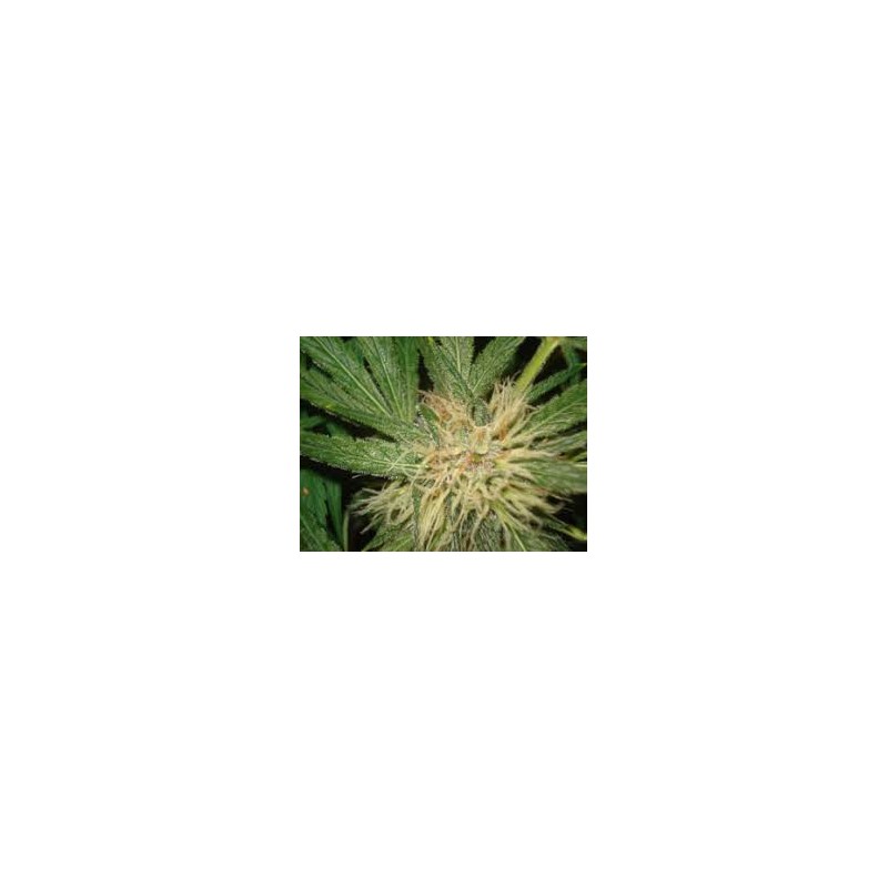 AMNESIAZ · Philosopher Seeds · graines de cannabis · Fem