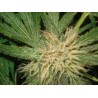 AMNESIAZ · Philosopher Seeds · sementes de maconha · Fem