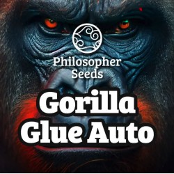 GORILLA GLUE AUTO · Philosopher Seeds · graines de cannabis · AutoFem