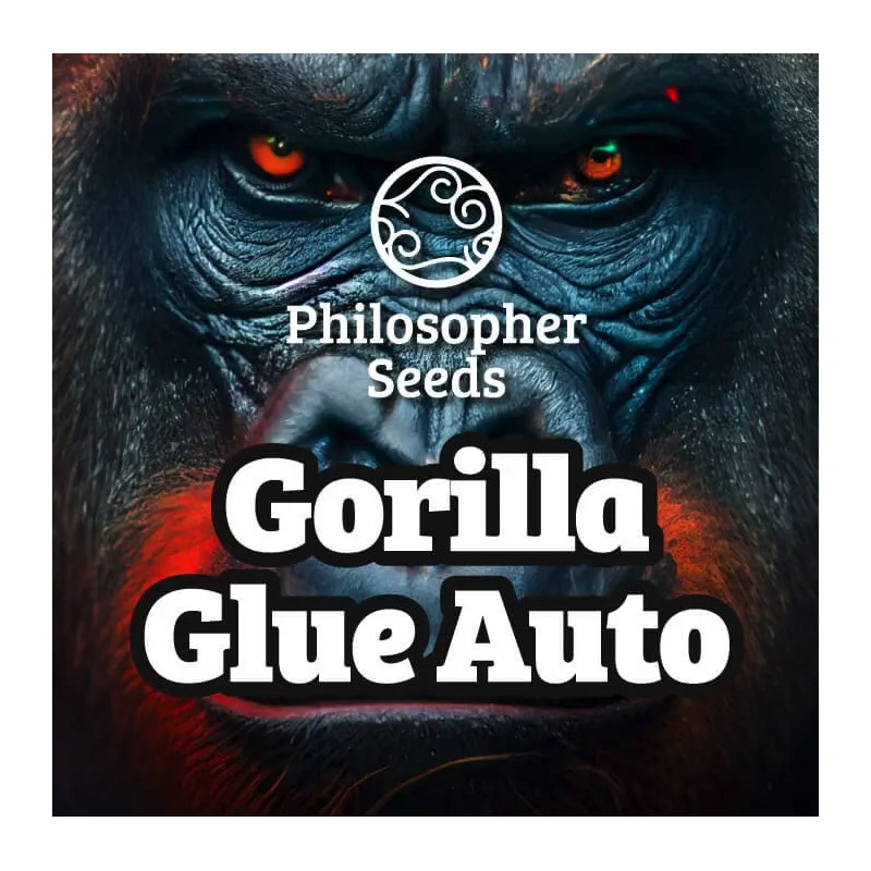 GORILLA GLUE AUTO · Philosopher Seeds · graines de cannabis · AutoFem