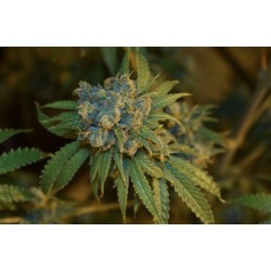 CHERRY PUNCH AUTO · Philosopher Seeds · sementes de maconha · AutoFem