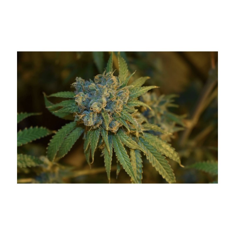 CHERRY PUNCH AUTO · Philosopher Seeds · graines de cannabis · AutoFem