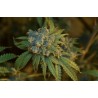 CHERRY PUNCH AUTO · Philosopher Seeds · sementes de maconha · AutoFem