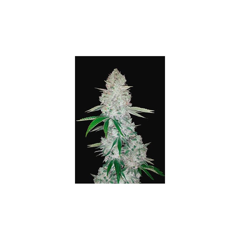 GORILLA GLUE AUTO · Philosopher Seeds · kaufen cannabis samen · AutoFem